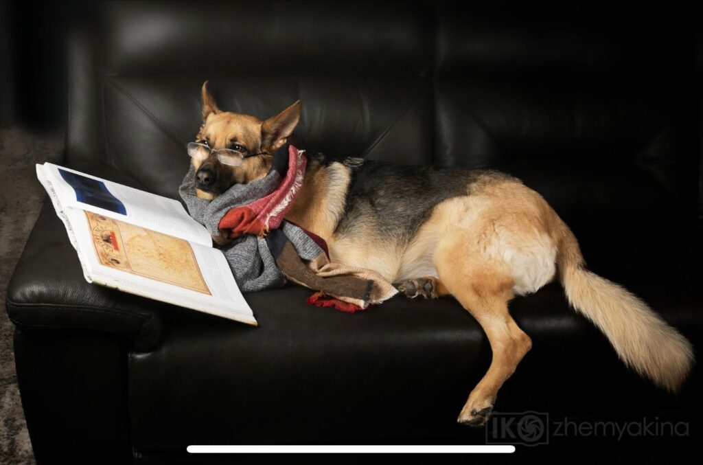 German Shepherd in our care