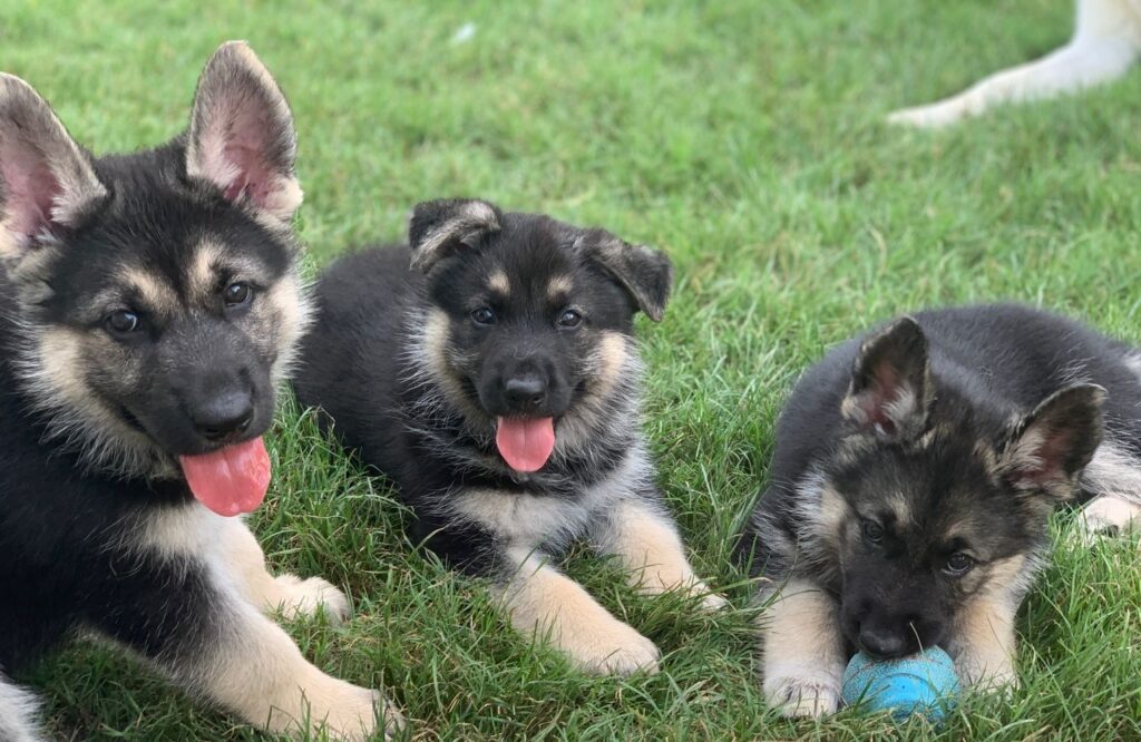 German Shepherd in our care