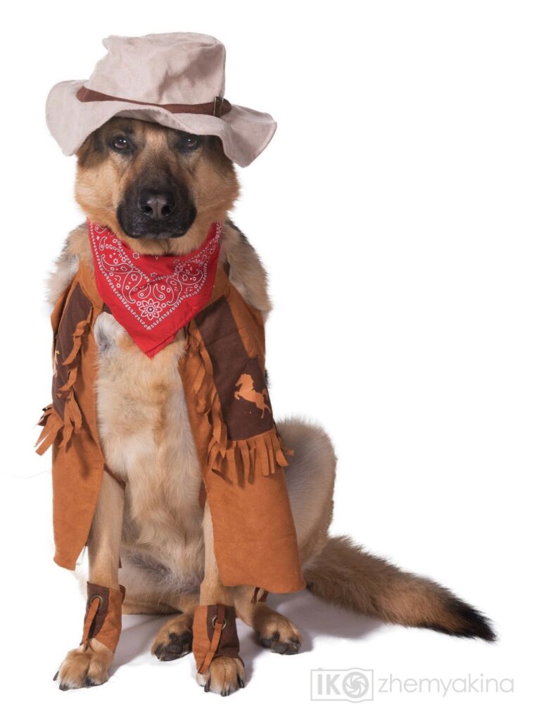 German Shepherd in a hat